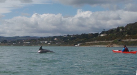 april_2012_dolphin_1